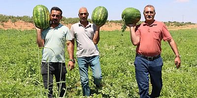 Kar suyunun bereketi Yaylak karpuzuna lezzet katıyor