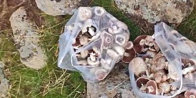 Karacadağ’da Alıç ve Mantar Mesaisi: Diyarbakırlılar Şifa Toplamak İçin Yollara Düştü!