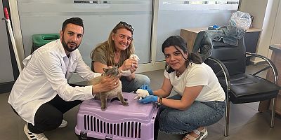 Kayapınar Belediyesi'nden Sokak Hayvanlarına Acil Müdahale