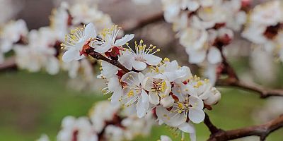Kayısıda çiçeklenme başladı: Üreticilere monilya uyarısı