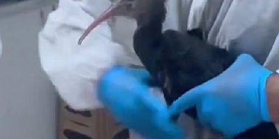 Kelaynaklar tedavi edilerek yeniden doğayla buluşturuluyor