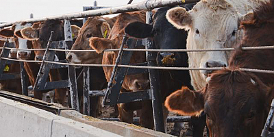 Kışın çiftlik hayvanlarında solunum yoluyla bulaşan hastalıklara karşı neler yapılmalı?
