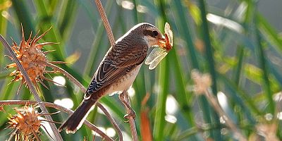 Kızılsırtlı Örümcekkuşu ve Yusufçuk
