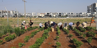Komün Kent Bostanlarında İlk Hasat Gerçekleştirildi