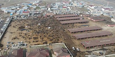 Kurban hareketliliği başladı
