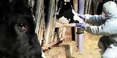 Kütahya’da şap hastalığı nedeniyle 15 köy karantinaya alındı