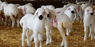 Kuzu ve oğlaklarda zorunlu aşı ve destekleme şartları açıklandı