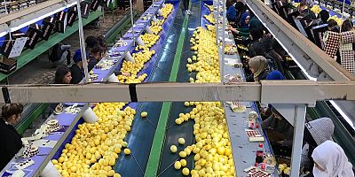 Limon İhracatında Gelir Arttı, Hedef 500 Milyon Dolar