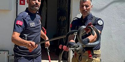 Mahallelinin 3 yıllık “korkulu rüyası” yakalandı