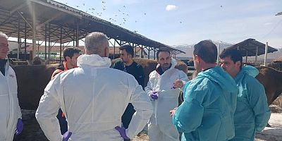 Malatya'da şap alarmı: TİGEM işletmesi karantinaya alındı