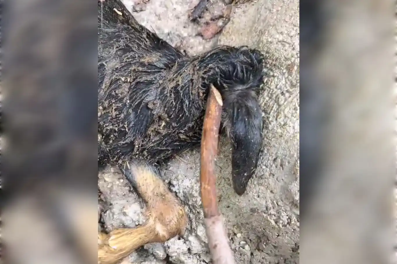 Mardin’de başsız oğlak doğumu şaşkınlıkla karşılandı