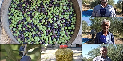 Mardin'de Derik zeytin hasadı başladı: Kuraklık, rekolteyi vurdu