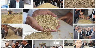 Mardin'de hasadı yapılan yılın ilk arpası satışa sunuldu