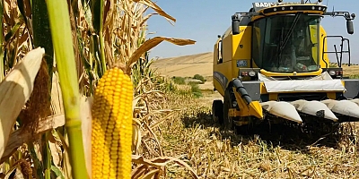 Mardin Ovası'nda mısır hasadı başladı: Verim iyi, fiyat çiftçiyi hayal kırıklığına uğrattı