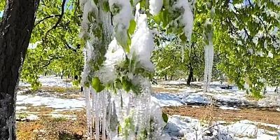 Meteoroloji’den çiftçilere zirai don uyarısı