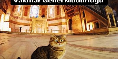 Mil-Diyanet Sen’den “Sokak Hayvanları Günü” paylaşımına tepki: “Resmî karşılığı yok”