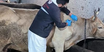 Muğla’da şap hastalığı tespit edilen 11 mahalle karantinaya alındı