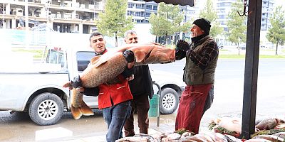 Munzur Çayı’nda Dev Av: 80 Kilo Turna Balığı Dakikalar İçinde Satıldı