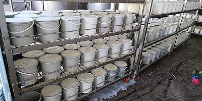 Sahte Yoğurt İmalathanesi Kapatıldı: 3747 Kilogram Ürün İmha Edildi