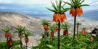 Sakız Dağı’nda ters laleler görsel şölen sunuyor