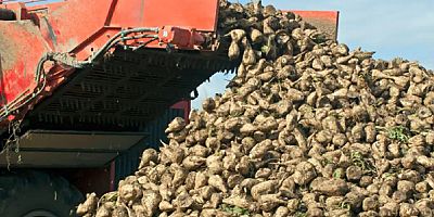 Şeker pancarı alım fiyatı belli oldu