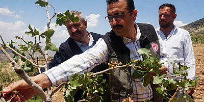 Siirt Tarım ve Orman Müdürü Demirhan: Bazı fıstık bahçelerinde yüzde 70 oranında zarar var