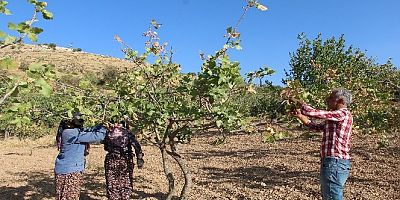 Siirt'te fıstık hasadı sona erdi