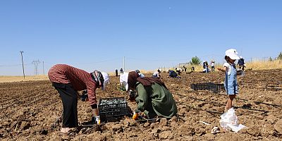 Silvan’da Kadınların Buluşma ve Üretim Alanı: Kent Bostanı