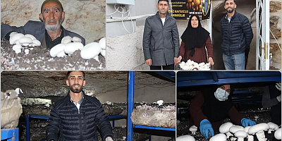 Şırnak'ta tarihi mağara mantar üretim tesisine dönüştü