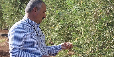 Şırnak’ta zeytine don vurdu: Çiftçi destek bekliyor