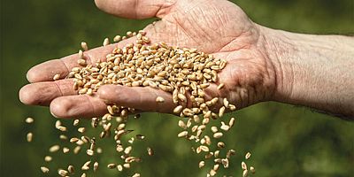 Siyonist işgal rejiminden tohum alınıyor mu? Bakan açıkladı