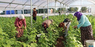 Sur’da Kadınların Emeği İlk Hasatla Buluştu