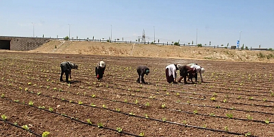 Tarım işçilerinin kavurucu sıcakta düşük yevmiyeyle geçim mücadelesi