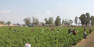 Tarım işçilerinin ücretleri 2025 yılında yüzde 37,8 arttı