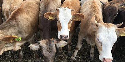 Tarım ve Orman Bakanlığı’ndan besilik hayvan ithalatı açıklaması