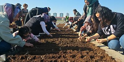 Tıbbi ve Aromatik Bitkiler Atölyesi’nde safran ekimi