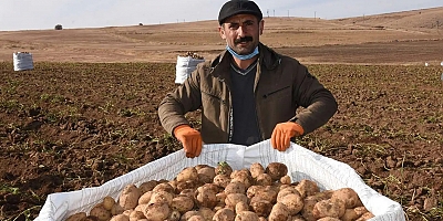 Ticaret Bakanlığından patates fiyatlarına ilişkin açıklama