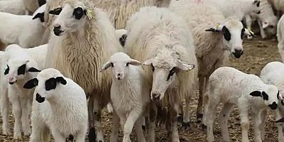 TİGEM'den 1200 küçükbaş hayvan için satış ihalesi