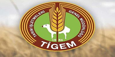 TİGEM’den 5 ton fıstık çamı kozalağı için ihale duyurusu