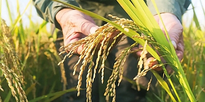 TMO çeltik alım fiyatlarını açıkladı