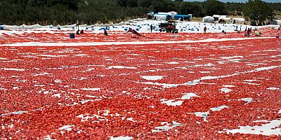  Türkiye kuru domates ihracatında dünya ikincisi oldu
