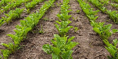 Üre gübresinde ithalat vergisi sıfırlandı