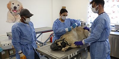Uyuz tanısı konulan 50 köpek tedavi altına alındı