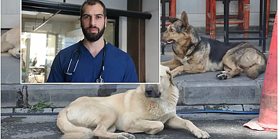 Veteriner Kelleci: Barınakların yetersizliği sokak köpeklerini artırıyor