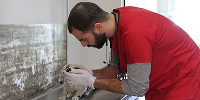 Veteriner Kelleci: Kuduz ölümcül bir hastalıktır