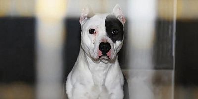 Yargıtay'dan pitbull cinsi köpek için emsal karar