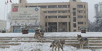 Yasin Güler “Gerçek Tehlike Kurtta Değil, Yapay Zekâyla Üretilmiş Yanıltıcı Görüntülerde”