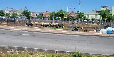 Diyarbakır Büyükşehir Belediyesi