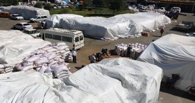 Yeşil altında yüksek rekolte üreticiyi çaresiz bıraktı