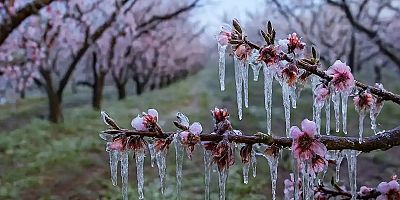 Zirai dondan etkilenen çiftçilere destek ödemesi hesaplara aktarıldı